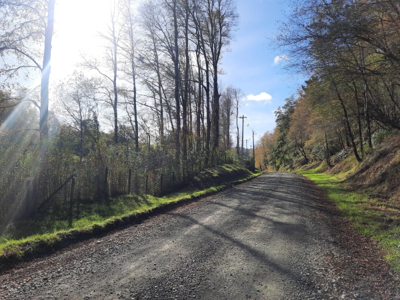 HERMOSAS PARCELAS CON BOSQUE NATIVO