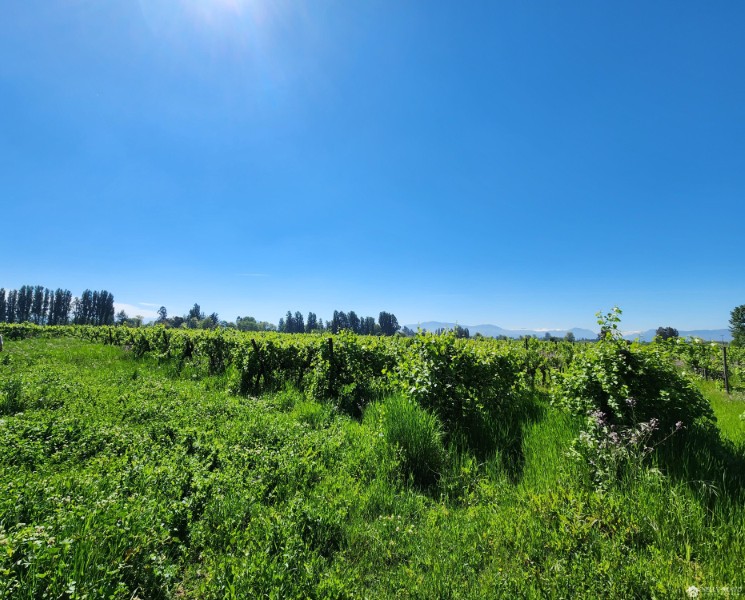 Se vende Terreno agricola de 21.790 m2 en Molina